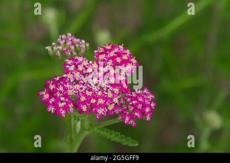 Schafgarbe, Achillea millefolium 'Cerise Queen', Nahaufnahme des Blütenkopfes Stockfoto