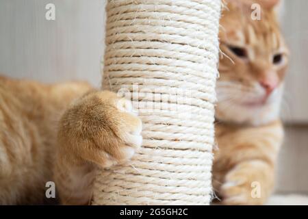 Niedliche rote Katze schärft Krallen am Baum aus nächster Nähe im hellen Raum Stockfoto