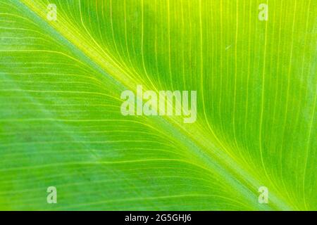 Nahaufnahme des Bananenblatts. Abstrakte Hintergründe. Grünes Farbbild. Stockfoto