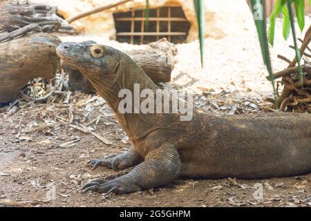 Komodo-Drache (Varanus komodoensis), ZSL London Zoo, Regent's Park, City of Westminster, Greater London, England, Vereinigtes Königreich Stockfoto