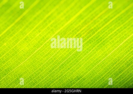 Nahaufnahme des Bananenblatts. Abstrakte Hintergründe. Grünes Farbbild. Stockfoto