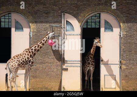 Giraffen (Giraffa) außerhalb des Geheges im ZSL London Zoo, Regent's Park, City of Westminster, Greater London, England, Vereinigtes Königreich Stockfoto