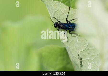 Blauschlammwespe oder Blauschlammwespe (Chalybion californicum) Stockfoto