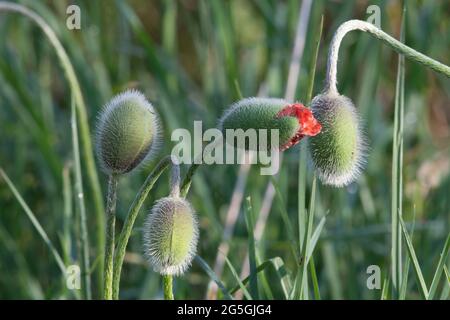 Detail der Hairy Oriental Poppy (Papaver Orientale) Knospen, Opening und Unopened Stockfoto