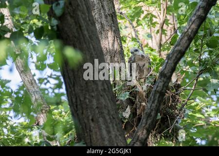 Rot geschulterte Falkenbabys am Nest Stockfoto