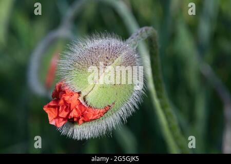 Nahaufnahme einer haarigen orientalischen Mohnblume (Papaver Orientale) Bud Opening, mit den auftauchenden scharlachroten Blütenblättern Stockfoto