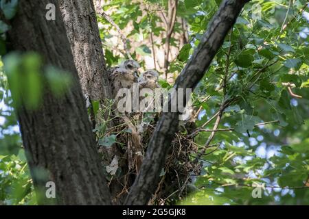 Rot geschulterte Falkenbabys am Nest Stockfoto