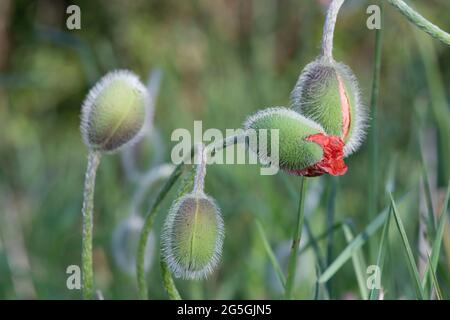 Eine kleine Gruppe von mehreren geschlossenen und sich öffnenden orientalischen Mohnknospen (Papaver Orientale) Stockfoto