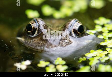 Gewöhnlicher Frosch (rana temporaria) aus der Nähe im Gartenteich, umgeben von winzigen Würmern aus dem Teich - Schottland, Großbritannien Stockfoto
