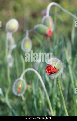 Orientalische Mohnknospen (Papaver Orientale) in verschiedenen Phasen der Eröffnung Stockfoto