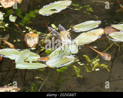 Eine weibliche Kaiser-Fliege, auch bekannt als der Blaue Kaiser (Anax Imperator), Eier, die in einem Teich liegen. Stockfoto