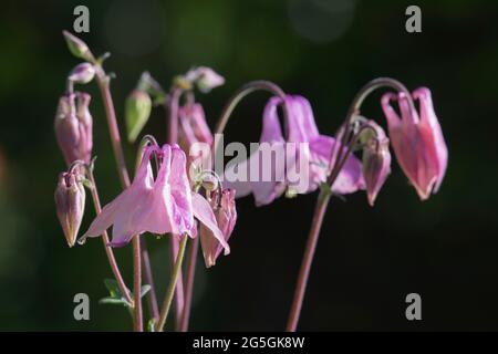 Purpurne Knospen und Blütenköpfe von Aquilegia Vulgaris (Columbine oder Granny's Bonnet) im Detail Stockfoto