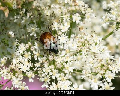 Phyllopertha horticola bekannt als Garden Chafer, Garden Foliage Beetle oder Bracken Chafer. Stockfoto