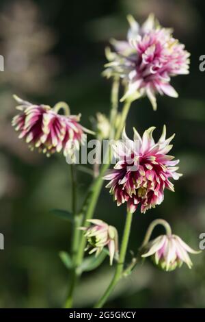 Pompon-Blütenköpfe von Aquilegia Vulgaris 'Nora Barlow' (häufig Columbine oder Granny's Bonnet) mit Doppelblüten aus roten, rosa und weißen Blütenblättern Stockfoto