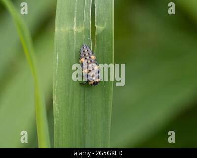 Die Larven von Coccinella septempunctata, dem Marienkäfer mit sieben Punkten, in Nordamerika, bekannt als der Siebenfleckenkäfer oder „C-7“. Stockfoto