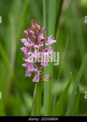 Dactylorhiza incarnata, die frühe Marschorchidee Stockfoto