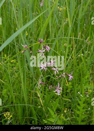 Silene flos-cuculi (syn. Lychnis flos-cuculi), gemeinhin als Ragged-Robin bezeichnet. Stockfoto