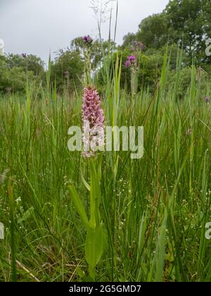 Dactylorhiza incarnata, die frühe Marschorchidee Stockfoto
