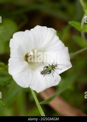 Ein männlicher Oedemera nobilis, bekannt als der False Oil Beetle, der dickbeinige Flower Beetle oder der geschwollene-thighed Beetle. Stockfoto