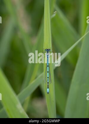 Eine männliche Azure Damselfly (Coenagrion puella), die auf einem Schilfblatt thront. Stockfoto