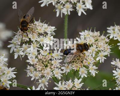 Eristalis pertinax Schwebefliege, ernährt sich von weißen Blüten. Stockfoto