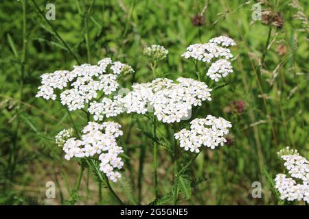 Blumenhaufen auf einer Wildweißgarben-Pflanze Stockfoto