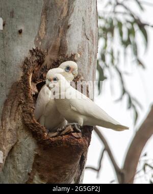 Paar kleine Corellas, Cacatua sanguinea, neben ihrem Nistplatz - eine Mulde in einem Eucalytus-/Gummibaum in einem Stadtpark in Queensland, Australien Stockfoto