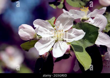 Blüten der Kirschblüte. Kirschblüte im Frühling. Blumen von Sakura. Stockfoto