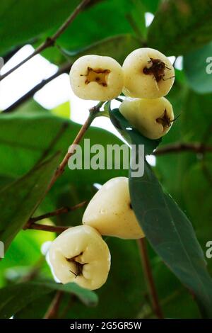 Rosenapfel, auch bekannt als Malaiischer Apfel, Bergapfel, Otaheite Apfel, rosa Satin-Esche weiße fleischige Frucht, die eine ähnliche Textur wie eine Birne hat, aber weniger süß Stockfoto