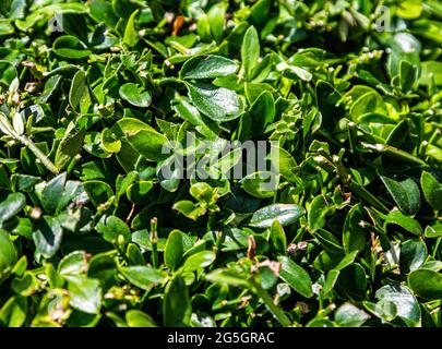 Dicke Pflanzen. Pflanzenstruktur. Pflanzen Sie Sprossen. Dickes Gras. Stockfoto