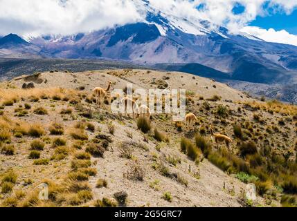 Atemberaubende Vulkanlandschaft mit wilden Vicunas am Fuße des Chimborazo-Nationalparks in Ecuador Stockfoto