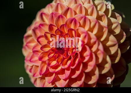 Nahaufnahme von Red Ruskin Diane (Dahlia) mit den Morgenmisten mit perfektem geometrischen Muster. Ein perfekter Fibonacci in der Natur gesehen Stockfoto