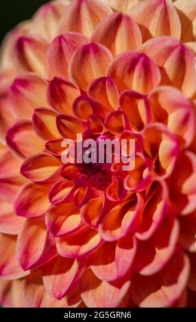 Nahaufnahme von Red Ruskin Diane (Dahlia) mit den Morgenmisten mit perfektem geometrischen Muster. Ein perfekter Fibonacci in der Natur gesehen Stockfoto