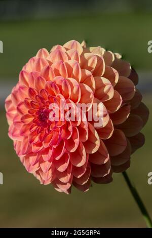 Nahaufnahme von Red Ruskin Diane (Dahlia) mit den Morgenmisten mit perfektem geometrischen Muster. Ein perfekter Fibonacci in der Natur gesehen Stockfoto