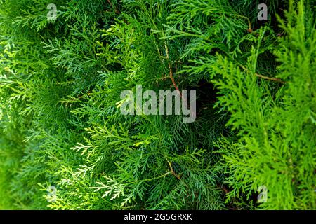 Dicke Pflanzen. Pflanzenstruktur. Pflanzen Sie Sprossen. Dickes Gras. Stockfoto