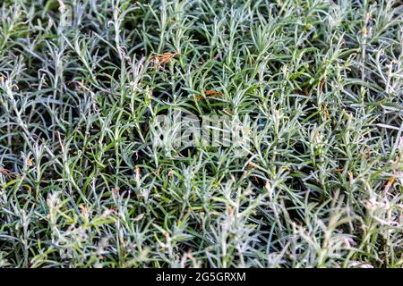 Dicke Pflanzen. Pflanzenstruktur. Pflanzen Sie Sprossen. Dickes Gras. Stockfoto