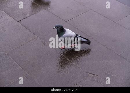 Nahaufnahme einer Taube auf einer nassen Straße Stockfoto