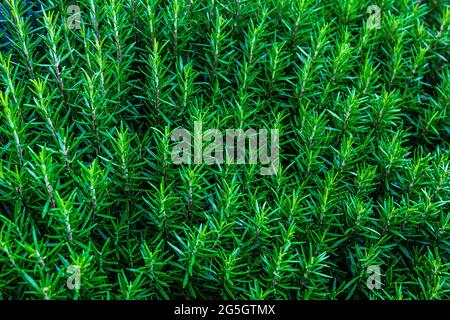 Dicke Pflanzen. Pflanzenstruktur. Pflanzen Sie Sprossen. Dickes Gras. Stockfoto