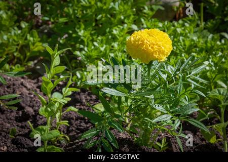 Einsame gelbe Blume wächst im Garten gegen grünes Gras. Stockfoto