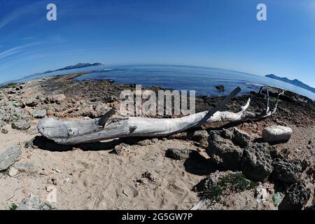 Tronco d'albero abbandonato sulla spiaggia della necropoli di Son Real a Mallorca fotografato con un obiettivo fisheye Stockfoto