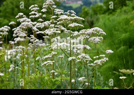 Blühender Baldrian im Garten Stockfoto