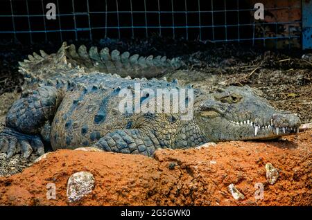 Ein amerikanisches Krokodil liegt am 24. Juni 2021 im Mississippi Aquarium in Gulfport, Mississippi, auf dem Boden. Stockfoto