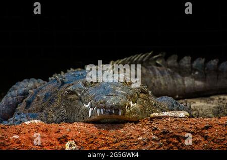 Ein amerikanisches Krokodil liegt am 24. Juni 2021 im Mississippi Aquarium in Gulfport, Mississippi, auf dem Boden. Stockfoto