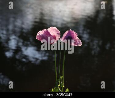 Nahaufnahme des orientalischen Mohn, der außerhalb Großbritanniens gesehen wird Stockfoto