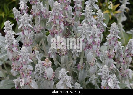 Blumen und Blätter von Stachys byzantina Lämmer Ohren. Stockfoto