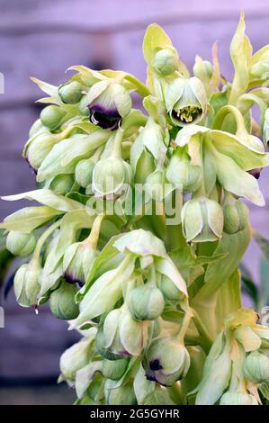 Blütenhaufen von Hellebore foetidus, auch stinkender helleborus genannt, hat Kleine grüne Blüten mit einem tiefviolett roten Rand Sie sind eine immergrüne Staude Stockfoto