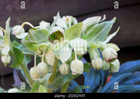 Blütenhaufen von Hellebore foetidus, auch stinkender helleborus genannt, hat Kleine grüne Blüten mit einem tiefviolett roten Rand Sie sind eine immergrüne Staude Stockfoto