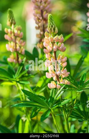 Lupine Blumen blühen an einem Gartenzaun, der im Juni wild in der schwedischen Natur wächst Stockfoto