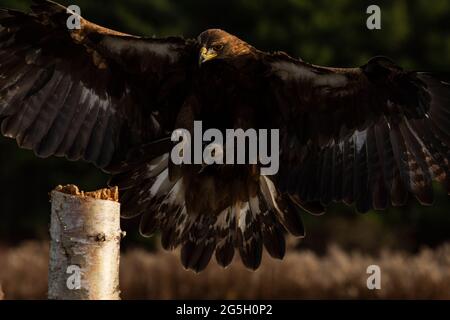 Ein ausgebildeter europäischer Goldener Adler, der auf einen Pfosten landet. Wissenschaftlicher Name: Aquila chrysaetos Stockfoto