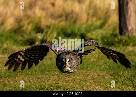 Foto einer trainierten großen grauen Eule im Flug. Strix nebulosa Stockfoto